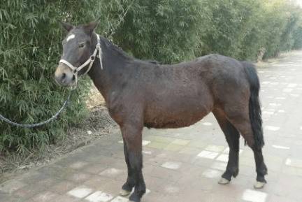 小矮马品种有哪些_养驴