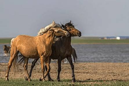 马的五大品种_养驴