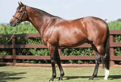 马的生活习性有哪些_养驴