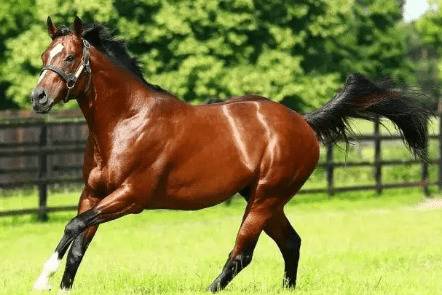 驴和马的杂交种是什么动物_养驴