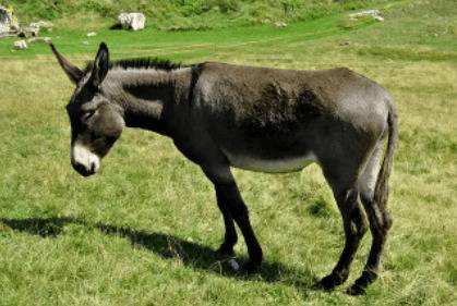 驴的食物有哪些_养驴
