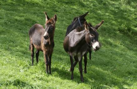 驴是杂交品种吗?_养驴