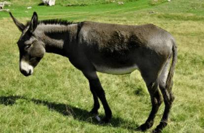怎么鉴别驴的年龄_养驴