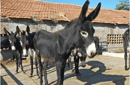 驴是怎么叫唤的_养驴