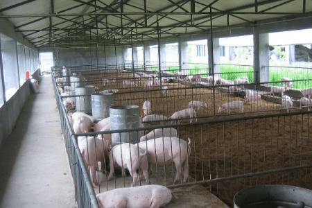 农村建猪舍的审批流程有哪些_养猪