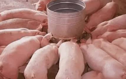 ����Ϊʲôι��_����