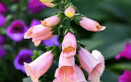 毛地黄是不是多年生植物_药材种植