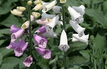 ë�ػ���û�ж�_ҩ����ֲ