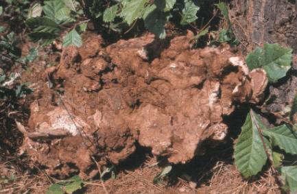 ������ʲôֲ��_ҩ����ֲ