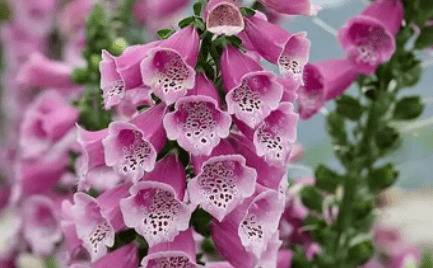 ë�ػƶ���ᶳ����_ҩ����ֲ