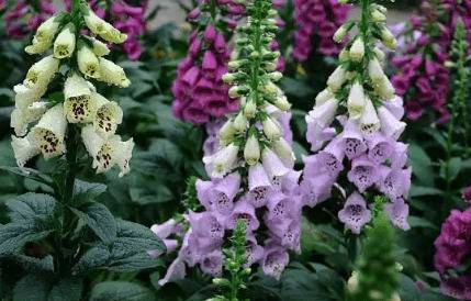 毛地黄耐寒吗?_药材种植