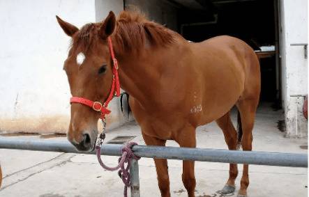 养马成本有多少_养驴