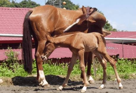 养马怎么繁殖,引入多胎马血统且要多次交配_养驴