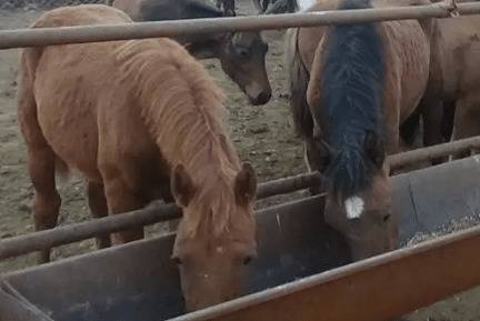 马饲料的最佳配方_养驴