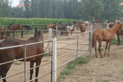 ������Ҫ���ĳ���_��¿