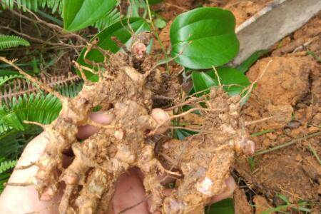 茯苓和土茯苓有什么区别_药材种植