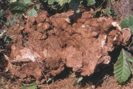 ��������ô��ֲ_ҩ����ֲ