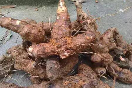 �����ߵ���ֲ���༼��_ҩ����ֲ