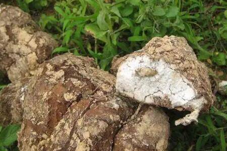 茯苓怎么种植比较好_药材种植