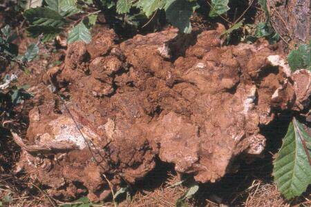 ������ֲʱ��_ҩ����ֲ