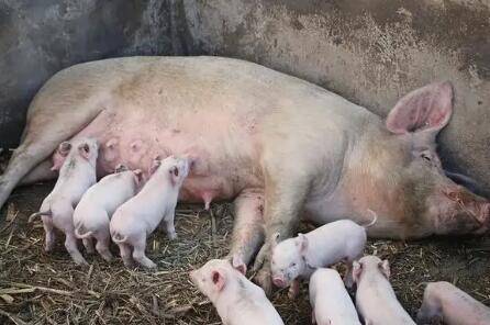 ���Ѹص����Ʒ���_����