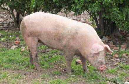 ����ι�����䷽˵��_����