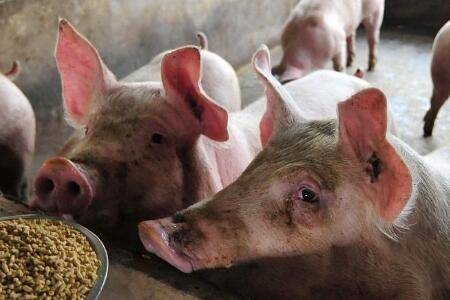 猪喂湿料时加多少水_养猪