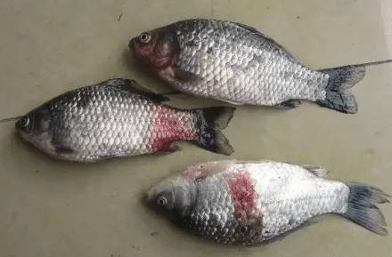 鲫鱼出血病的治疗方法_养鱼