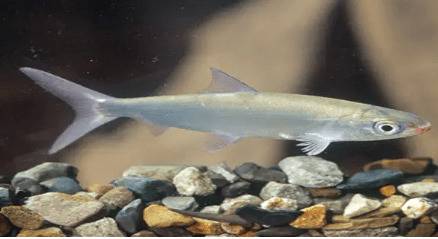 状元鱼是什么鱼_养鱼