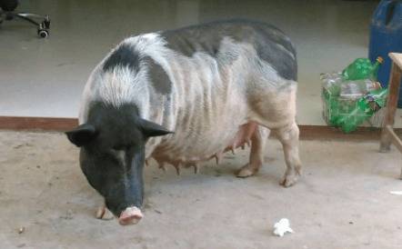 养猪奶水不足的处理方法_养猪