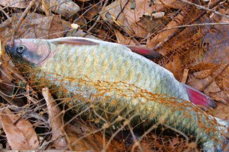 青竹鱼用什么饵料钓比较好_养鱼