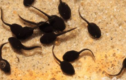 蝌蚪是鱼类吗?_养鱼