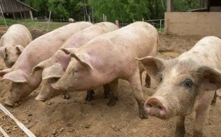 想养猪需要哪个部门批准_养猪