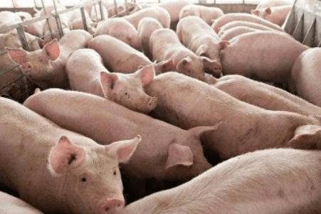 国家养猪扶持政策有哪些_养猪