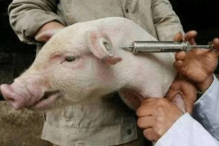 仔猪什么时间二次补铁_养猪