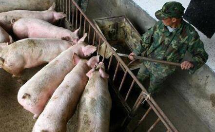 养猪喂盐的原因是什么_养猪