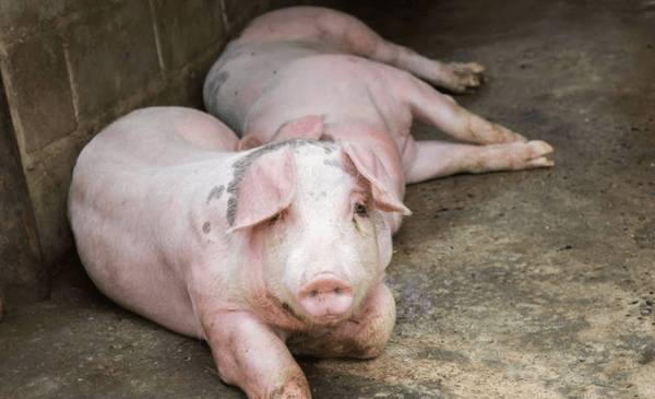 养猪喂盐什么原因_养殖问答