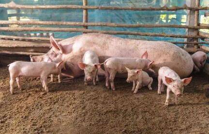 ȫ���Ϻ�Ԥ������ȱ��Ա�_����