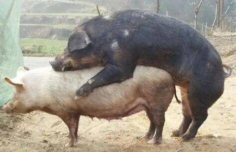 打完猪瘟疫苗多长时间配种_养猪