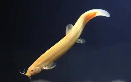 黄金泥鳅怎么养_养殖问答