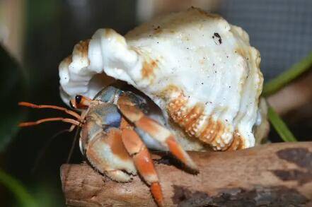 十几度时寄居蟹会不会冻死_养蟹