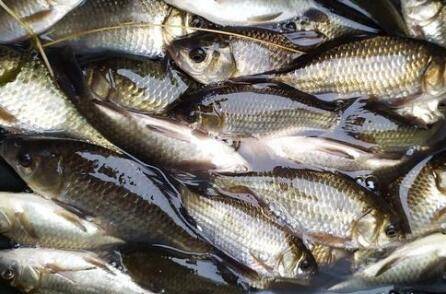 鲫鱼怎么养殖长得快_养鱼