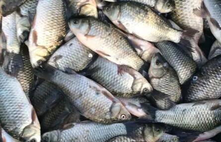 野生鲫鱼一年长多大,均重可达50克左右_养鱼