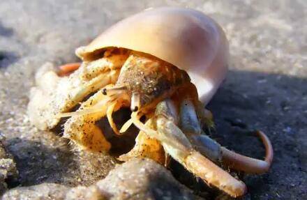 寄居蟹怎么养,寄居蟹养殖要求及注意事项_养蟹