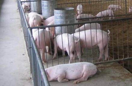 猪舍的配套设备有哪些_养猪