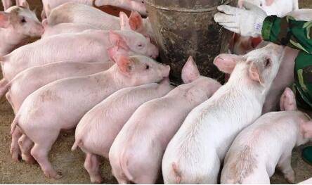 大蒜喂猪用量多少合适_养猪