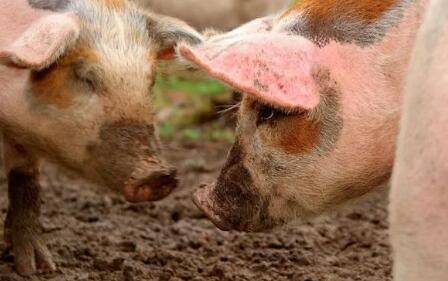 防止猪打架的常用方法_养猪