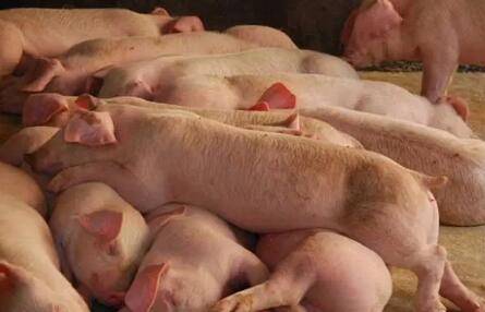 猪咬架应激的急救方法_养猪