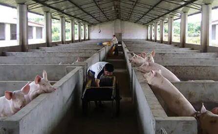 养猪场怎么灭蚊子最有效_养猪