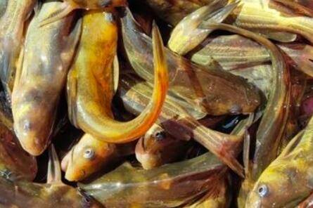 黄颡鱼塘要不要肥水_养鱼